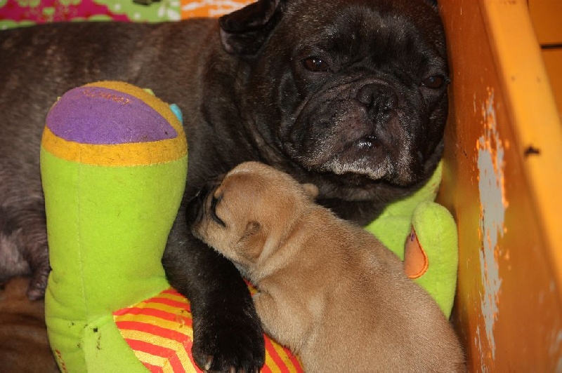 Louis Picamole des Bouilles de la Garonne dit Krokmou